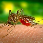 Ukąszenia przez komara